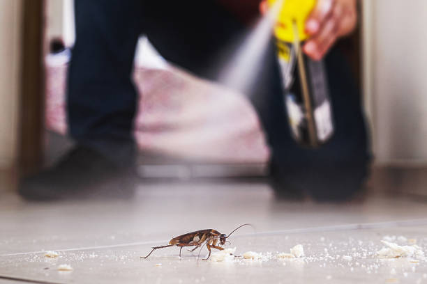 Spider Control Near Me in Olla, LA